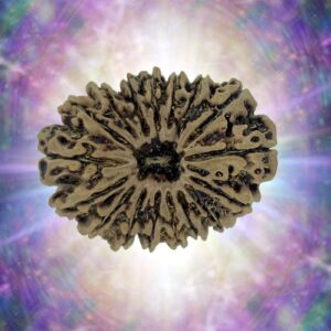 17 Mukhi Rudraksha 35.29 mm 7.683 gm