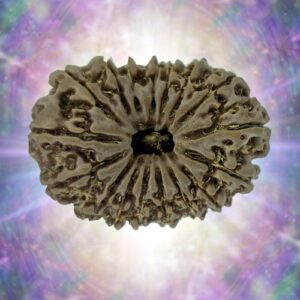 17 Mukhi Rudraksha 37.33 mm 9.952 gm