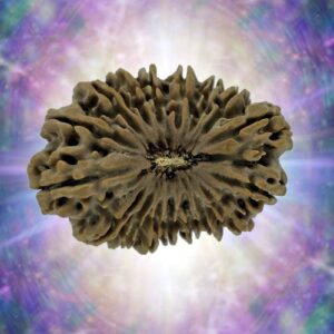 17 Mukhi Rudraksha 38.76 mm 8.317 gm