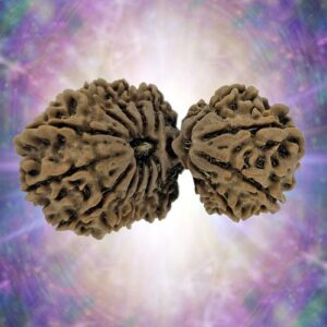 17 Mukhi Rudraksha Gaurishankar 39.26 mm 6.646 gm