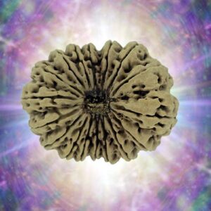17 Mukhi Rudraksha 40.75 mm 10.873 gm