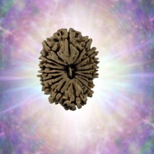 18 Mukhi 31.45 mm 4.432 gm