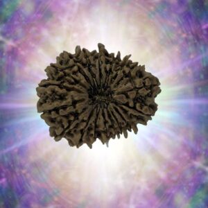 18 Mukhi 29.70 mm 4.556 gm
