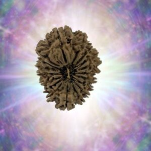 18 Mukhi 30.91 mm 4.447 gm