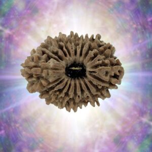 19 Mukhi Rudraksha 26.10 mm 3.722 gm