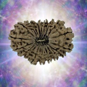 19 Mukhi Rudraksha 28.60 mm 3.445 gm