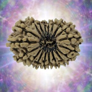 19 Mukhi Rudraksha 32.36 mm 5.12 gm