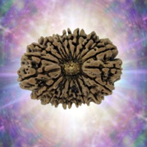 19 Mukhi Rudraksha 33.70 mm 6.919 gm