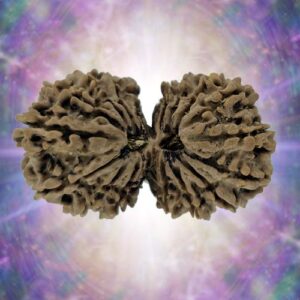 19 Mukhi Gaurishankar Rudraksha 35.91 mm 5.775 gm