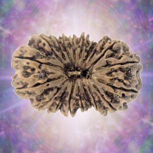 19 Mukhi 37.90 mm 7.918 gm