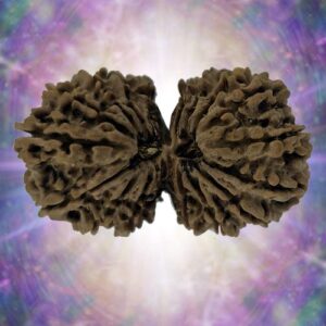 19 Mukhi Gaurishankar 35.91 mm  5.775 gm