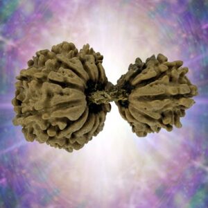 19 Mukhi Gaurishankar 39.29 mm 5.682 gm
