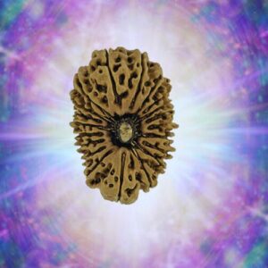 20 Mukhi 31.00 mm 5.000 gm
