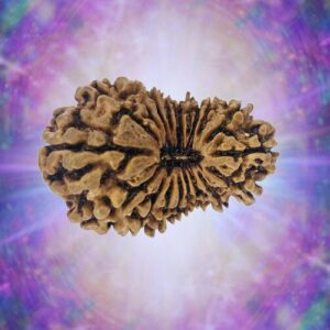 20 Mukhi 30.13 mm 3.686 gm