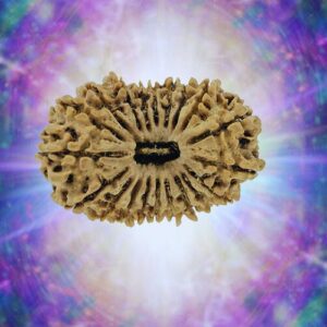 20 Mukhi 29.74 mm 3.915 gm
