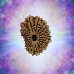 20 Mukhi 31.03 mm 4.524 gm