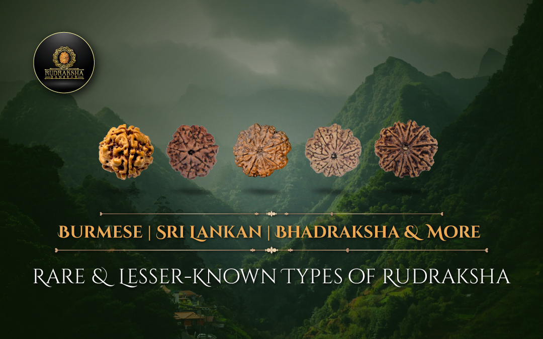 Rare and Lesser-Known Types of Rudraksha Burmese, Sri Lankan, Bhadraksha and More - Rudraksha Sanskar