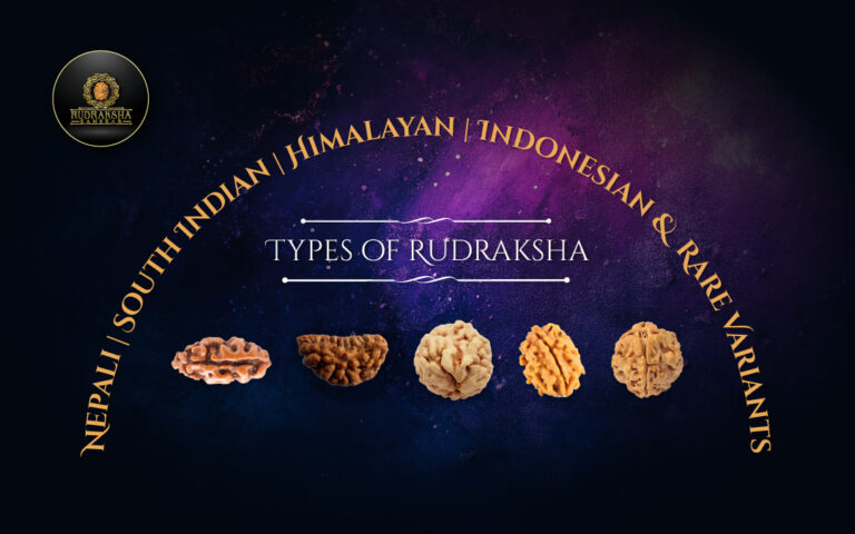 Types of Rudraksha: Nepali, South Indian, Himalayan, Indonesian and Rare Variants 