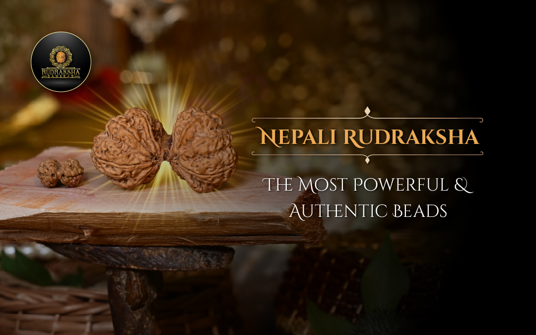 Nepali Rudraksha The Most Powerful and Authentic Beads - Rudraksha Sanskar