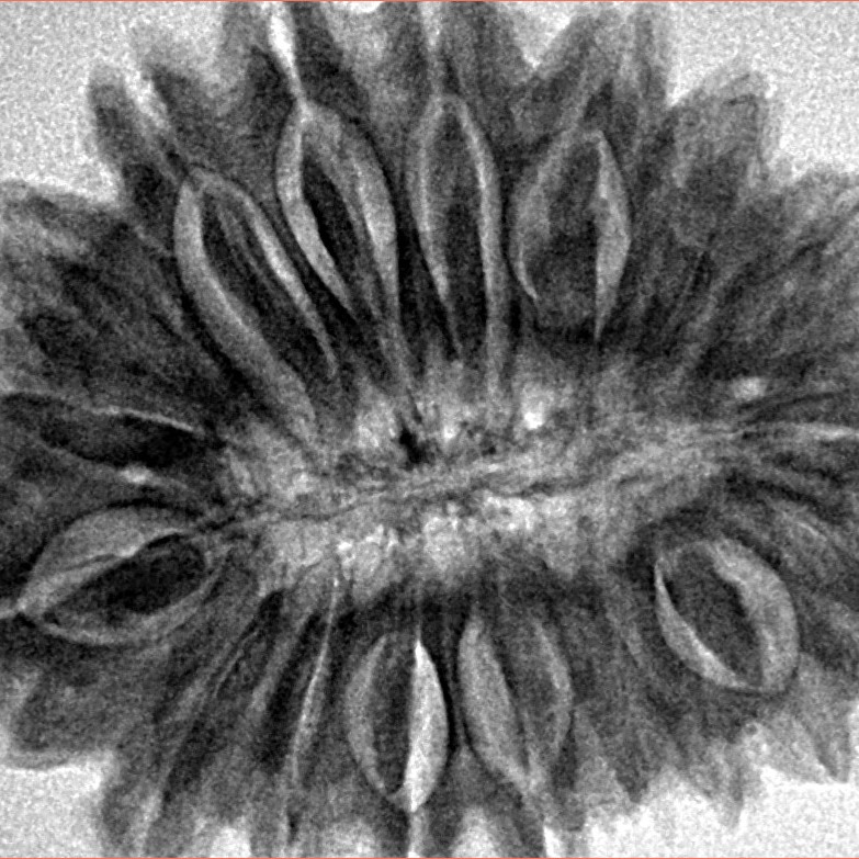 18 Mukhi Rudraksha 32.4mm 6.87gm - Inverse xray