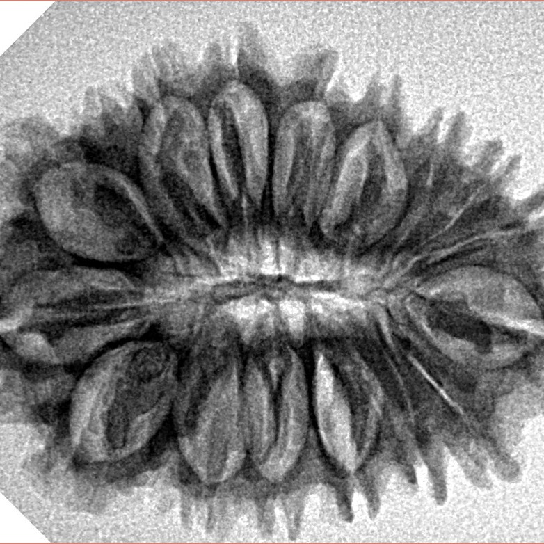 18 Mukhi Rudraksha 30.9mm 4.35gm - Inverse xray