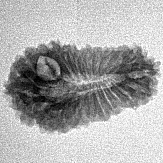 21 Mukhi Rudraksha 21.8mm 1.36gm - Inverse xray