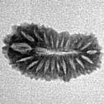 21 Mukhi Rudraksha 17.4mm 0.76gm - Inverse xray