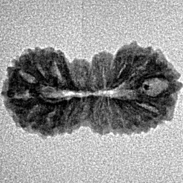 21 Mukhi Rudraksha 19.7mm 0.94gm - Inverse xray