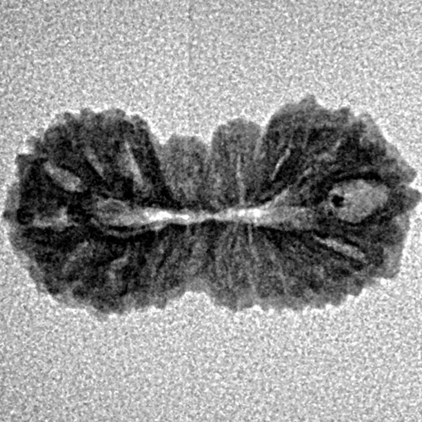 21 Mukhi Rudraksha 19.7mm 0.94gm - Inverse xray