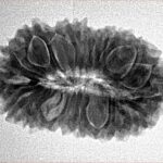 21 Mukhi Rudraksha 26.7mm 3.38gm - Inverse xray