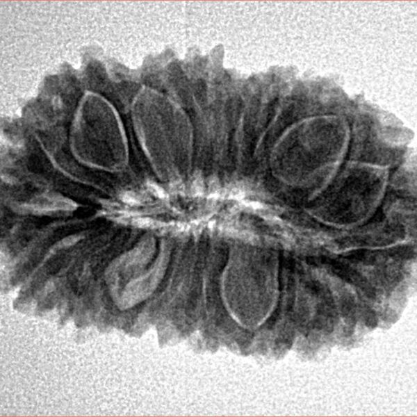 21 Mukhi Rudraksha 26.7mm 3.38gm - Inverse xray
