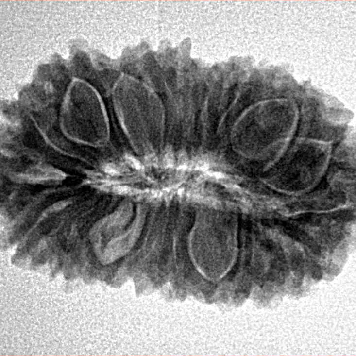 21 Mukhi Rudraksha 26.7mm 3.38gm - Inverse xray