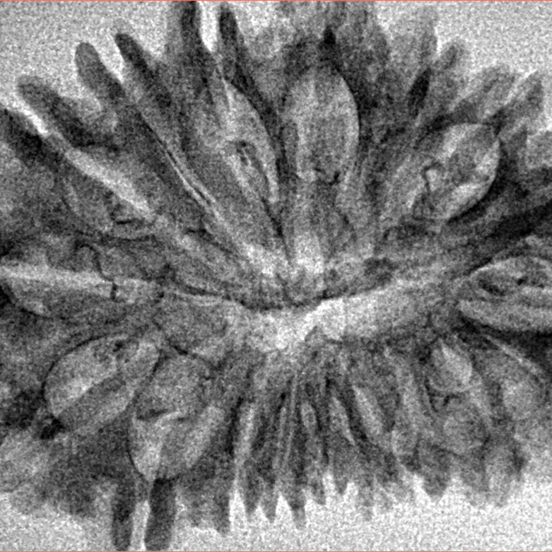 18 Mukhi Rudraksha 33.4mm 3.52gm - Inverse xray