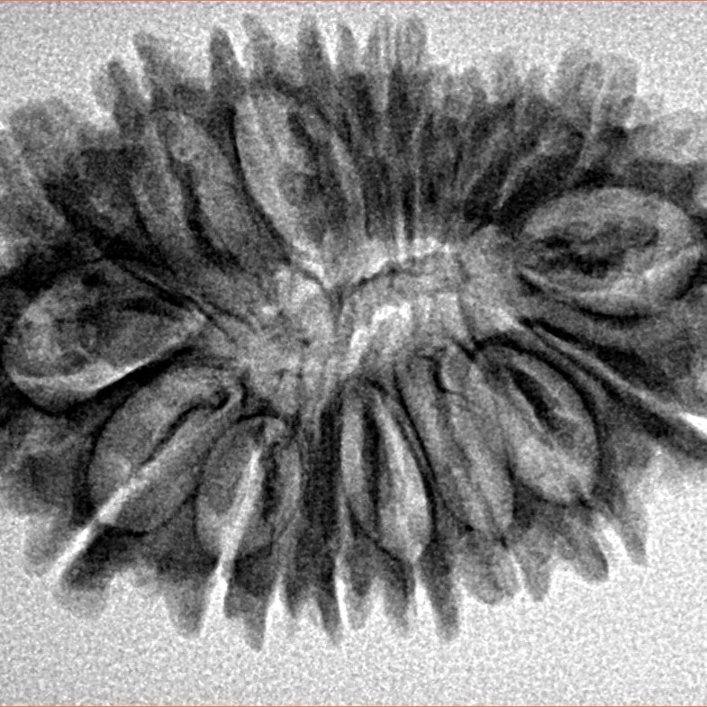 18 Mukhi Rudraksha 31.3mm 4.35gm - Inverse xray