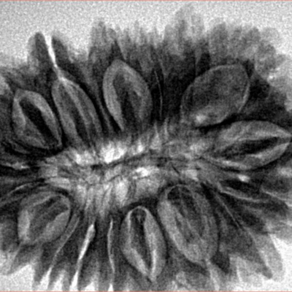 18 Mukhi Rudraksha 33.6mm 6.93gm - Inverse xray