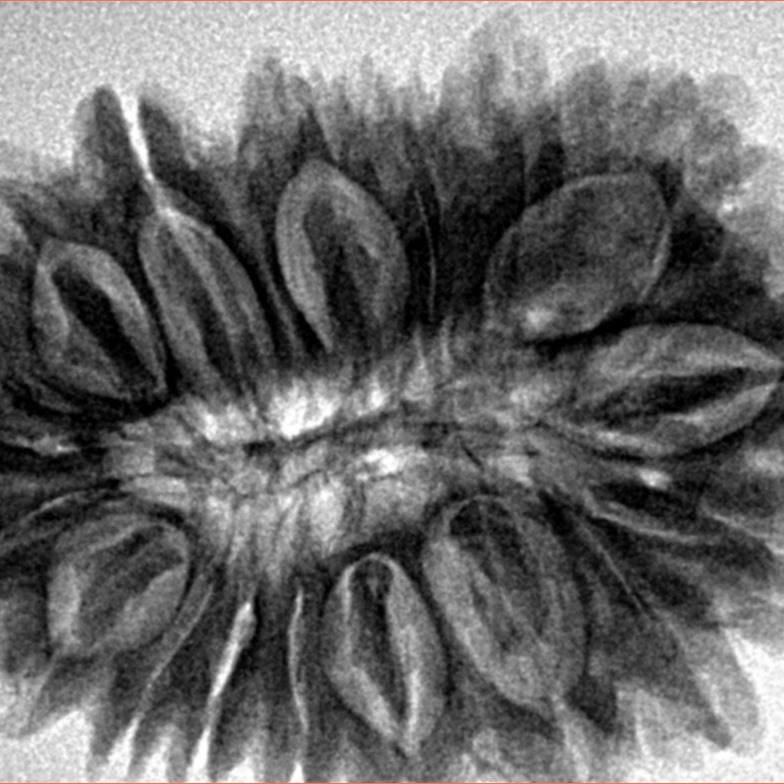 18 Mukhi Rudraksha 33.6mm 6.93gm - Inverse xray