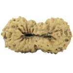 21 Mukhi Rudraksha 19.7mm 0.94gm - Rudraksha back