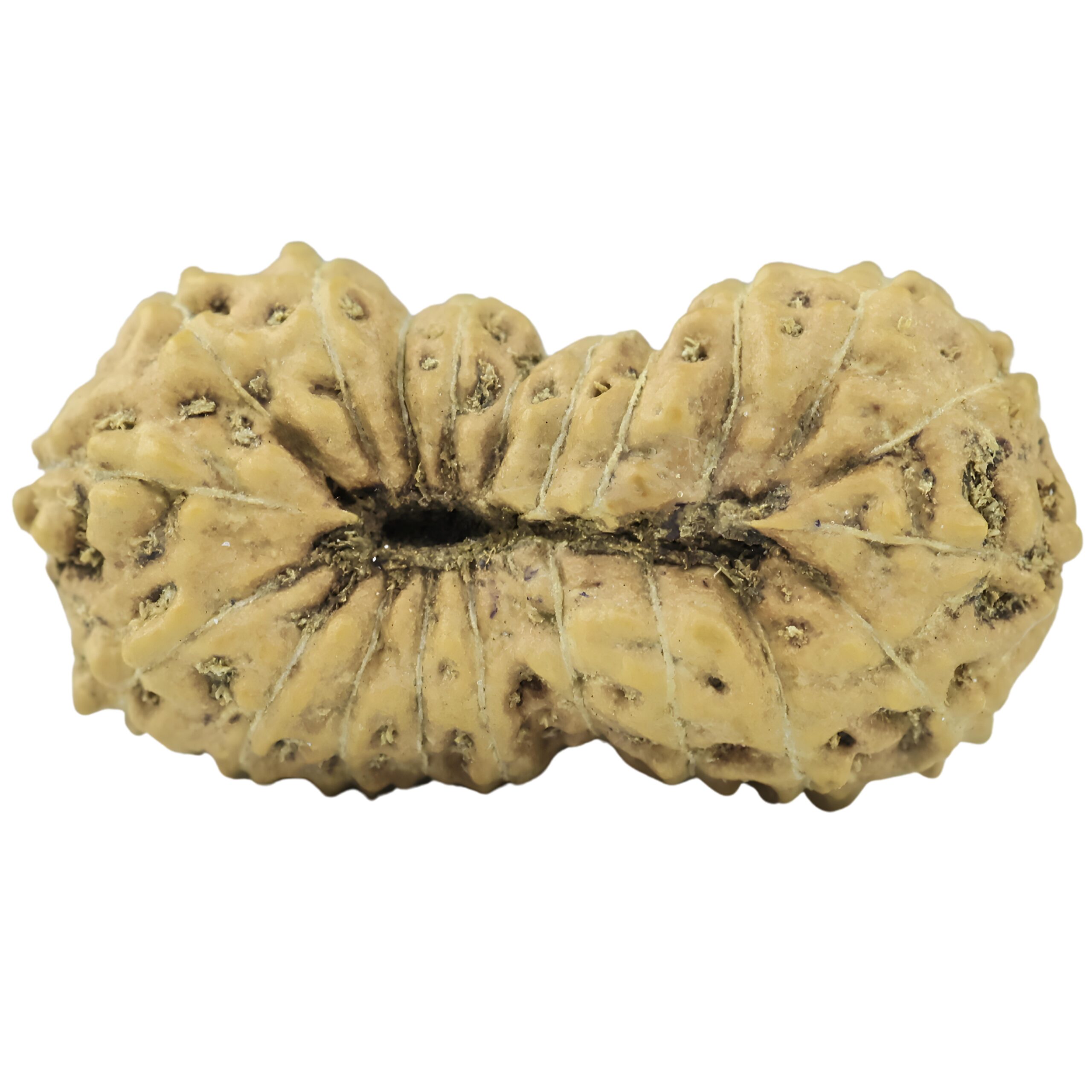 21 Mukhi Rudraksha 19.7mm 0.94gm - Rudraksha back