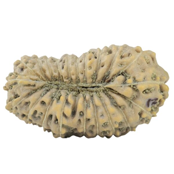 21 Mukhi Rudraksha 17.4mm 0.76gm - Rudraksha back