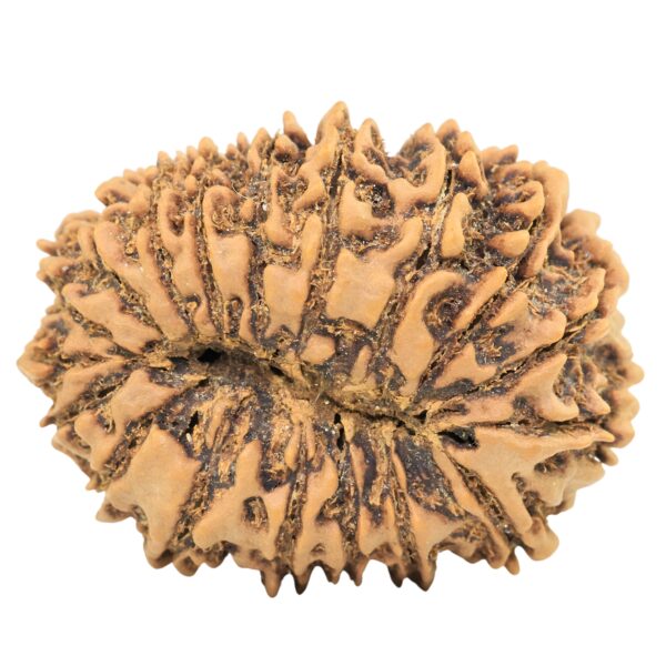 18 Mukhi Rudraksha 33.6mm 6.93gm - Rudraksha back