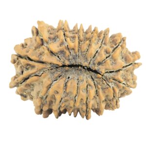16 Mukhi Rudraksha 29.6mm 5gm - Rudraksha back
