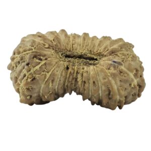 21 Mukhi Rudraksha 10.5mm 0.16gm - Rudraksha back