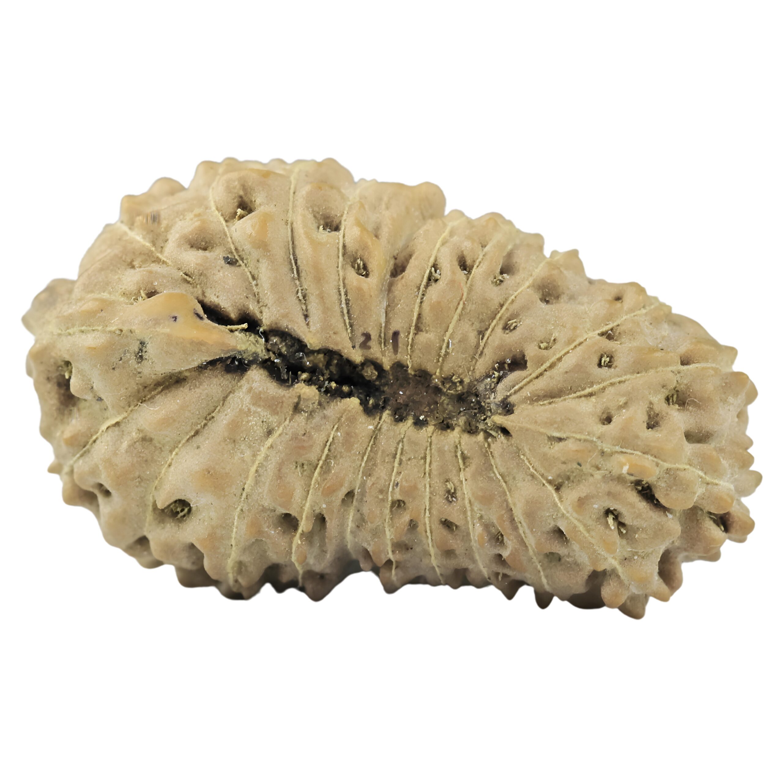 21 Mukhi Rudraksha 21.8mm 1.36gm - Rudraksha back
