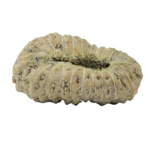 21 Mukhi Rudraksha 15mm 0.52gm - Rudraksha back