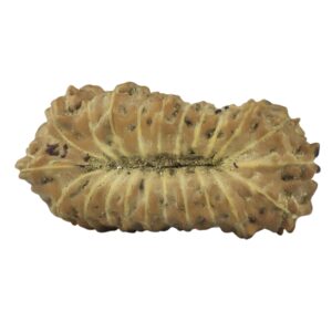 21 Mukhi Rudraksha 14.8mm 0.3gm - Rudraksha back