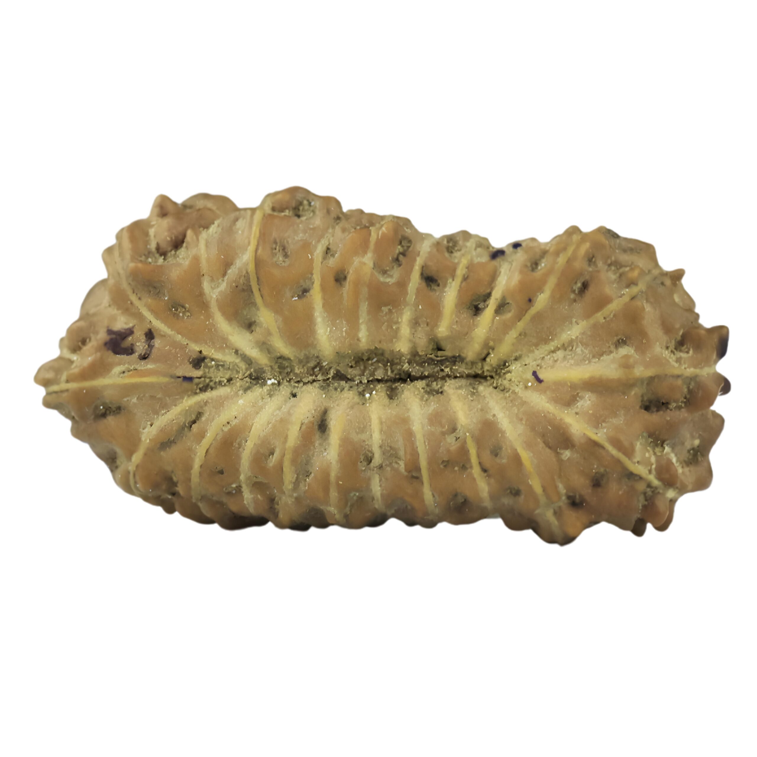 21 Mukhi Rudraksha 14.8mm 0.3gm - Rudraksha back