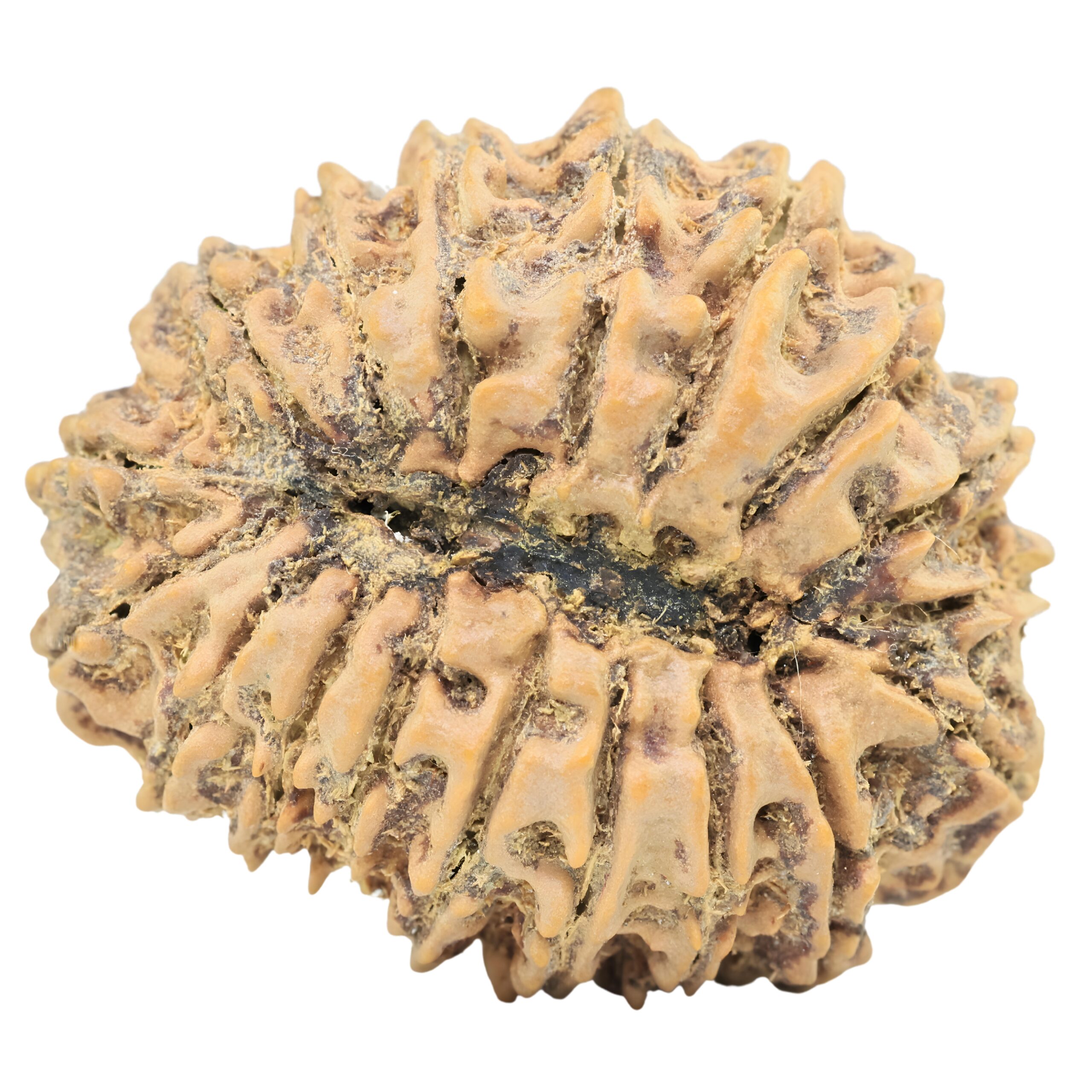 18 Mukhi Rudraksha 32.4mm 6.87gm - Rudraksha back