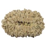 21 Mukhi Rudraksha 26.7mm 3.38gm - Rudraksha back