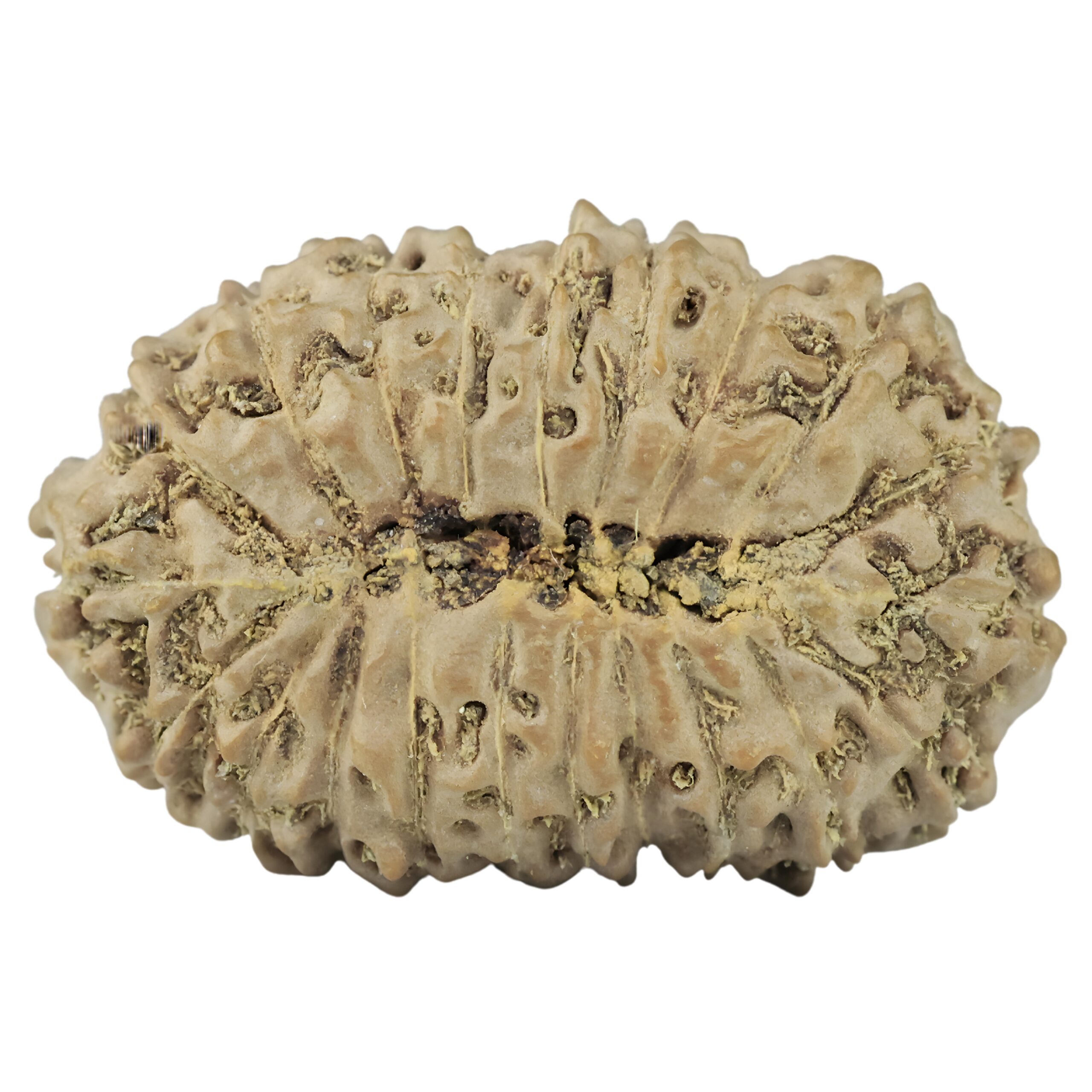 21 Mukhi Rudraksha 26.7mm 3.38gm - Rudraksha back