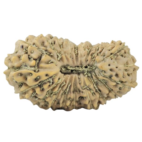 21 Mukhi Rudraksha 17.4mm 0.76gm - Rudraksha